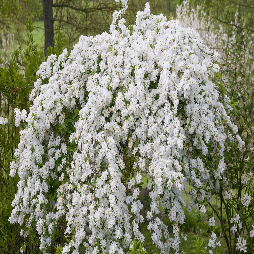 Exochorda macrantha 'The Bride'
